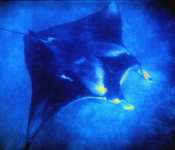 manta by Sergio Loppel 